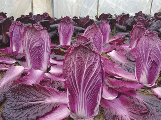 紫红白菜