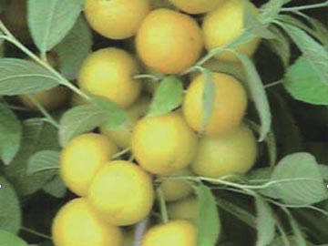 杏黄三变黄钙果